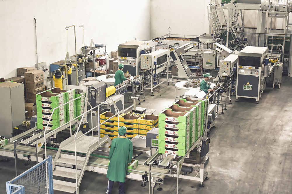 Calibratrice elettronica della frutta