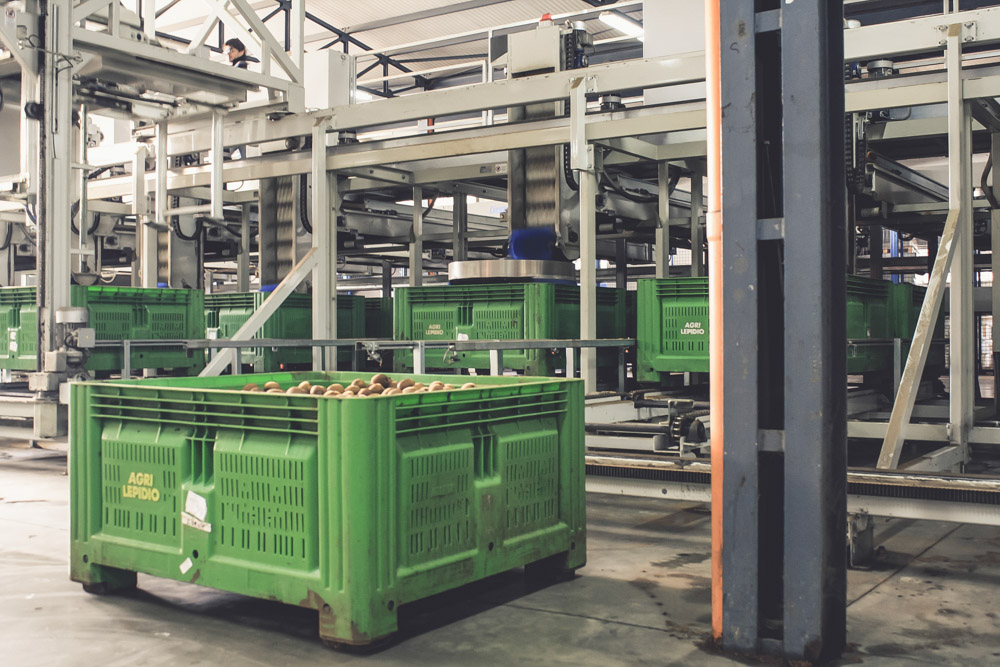 Lavorazione kiwi sulle linee automatizzate