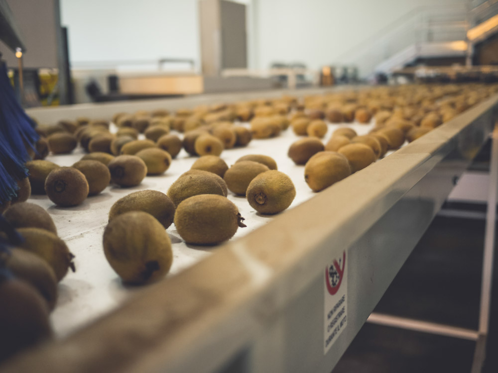 Analisi dei frutti in laboratorio